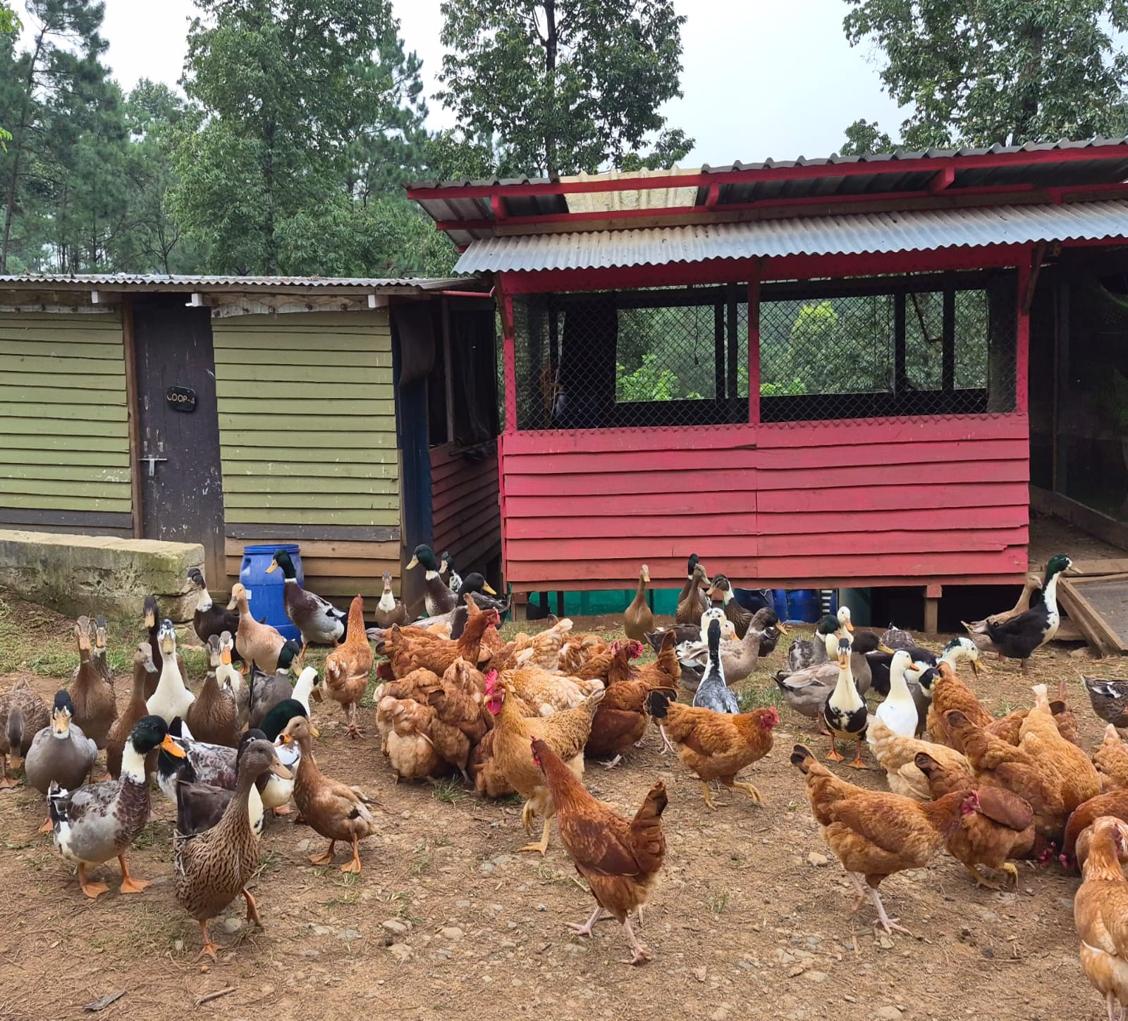 The Farmer's Garden photo